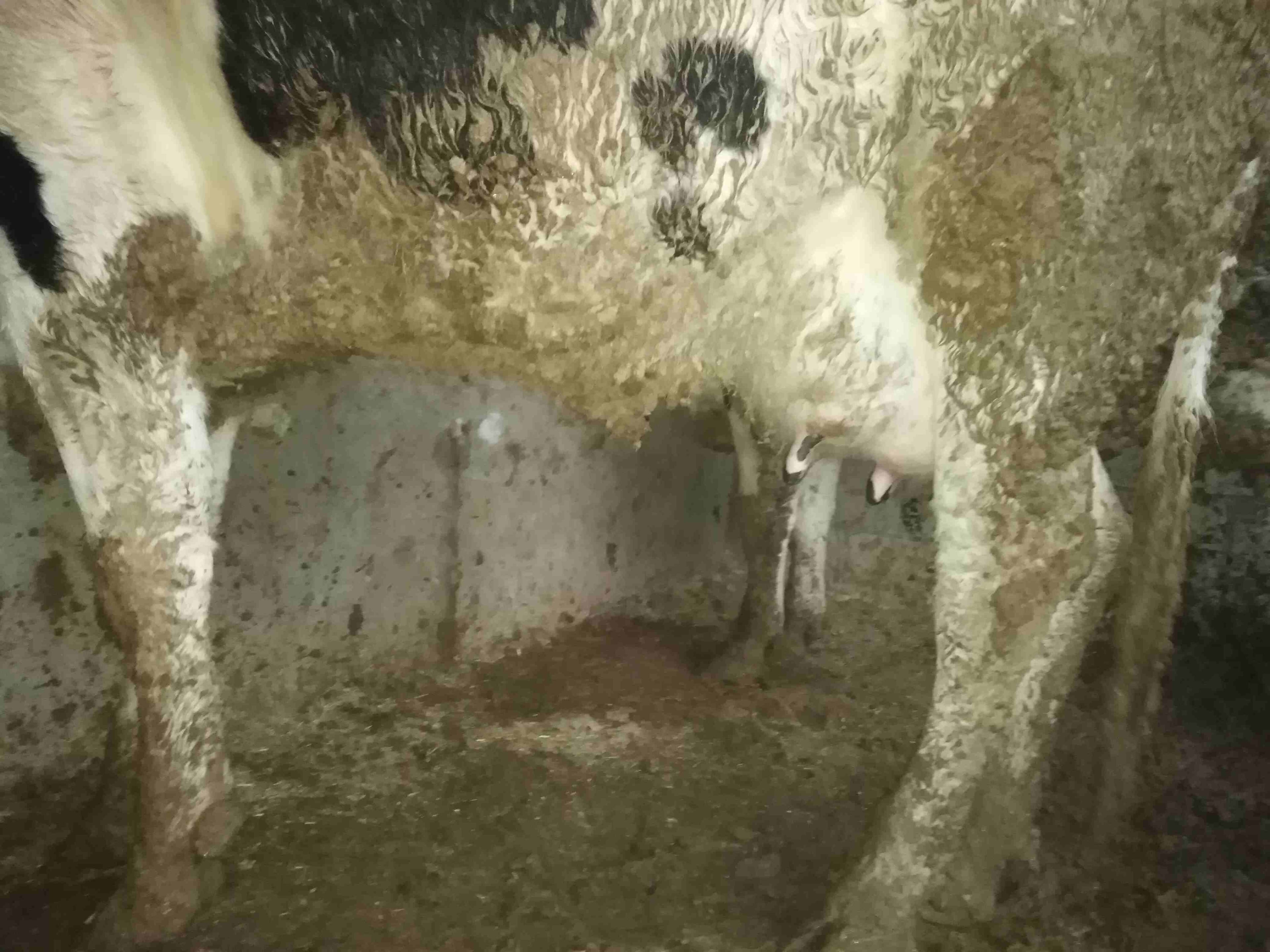 بكيره حليب معها ثلاث حبات من كل جال
لا تنسَ أنك شاهدت هذا الإعلان في عنكبوت
بكيره معها ثلاث حبات...
