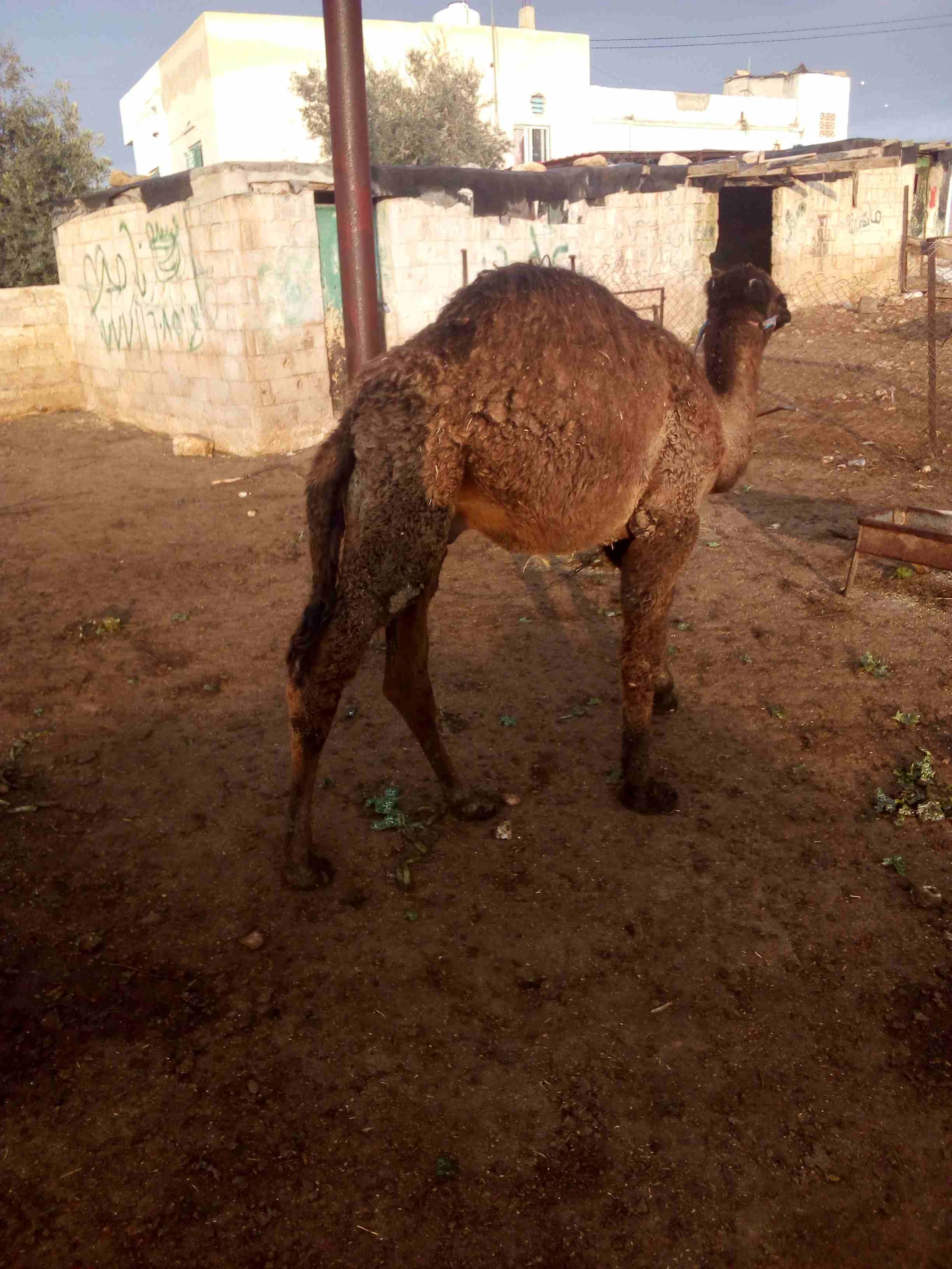 قعود العمر سنه وشهرين
لا تنسَ أنك شاهدت هذا الإعلان في عنكبوت
اللون اسود...