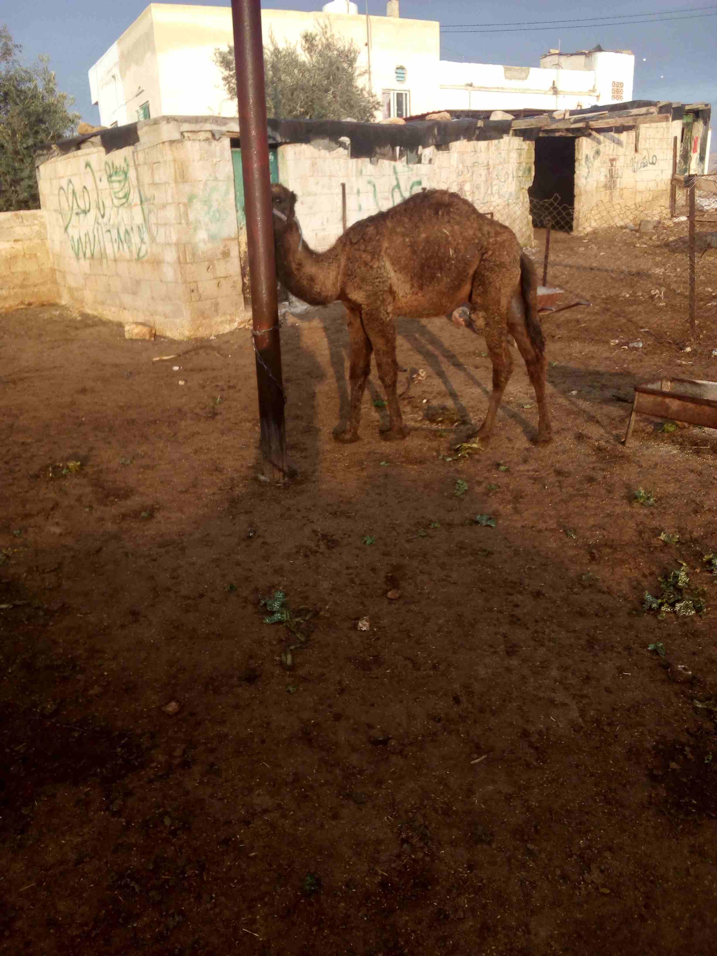 قعود العمر سنه وشهرين
لا تنسَ أنك شاهدت هذا الإعلان في عنكبوت
اللون اسود...