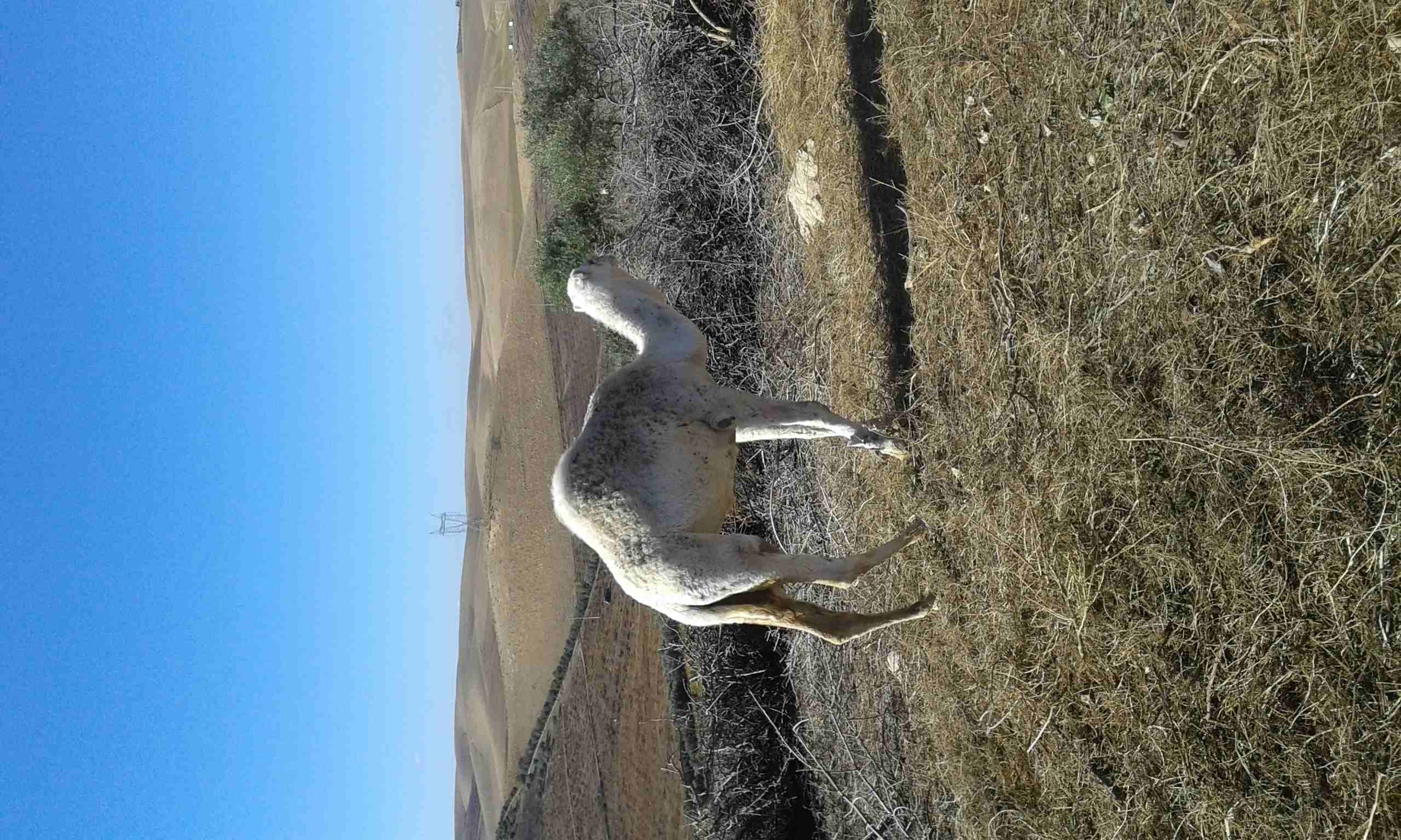 بكره للبيع
لا تنسَ أنك شاهدت هذا الإعلان في عنكبوت
للبيع او بدل على غنم نظيفه...