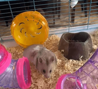 cute Hamster for free