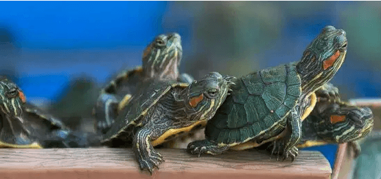sea turtle for sale