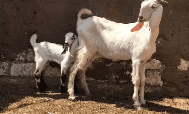 معزه زرايبي وراها نتايه