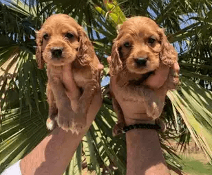 Cocker for sale