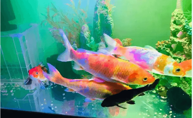 Koi fish