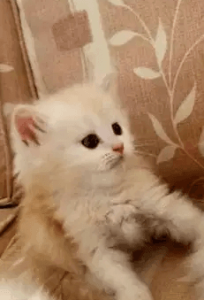 Male kitten