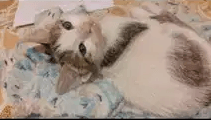 Russian Fluffy Cat Baby 1 Months Old